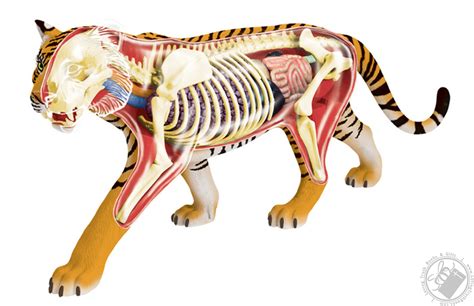 4d Vision Tiger Anatomy Model 28 Pieces For Ages 8 And Up Biology
