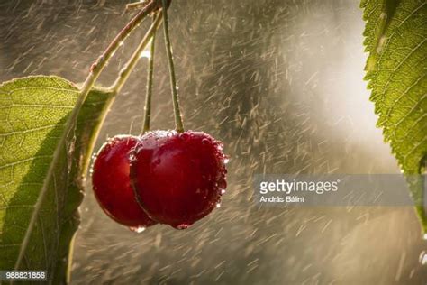 Cherry Rain Photos Et Images De Collection Getty Images