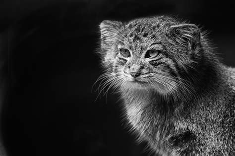 Black And White Photos Of Animals Animaljkl