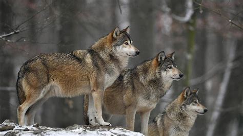 Weitere ideen zu kostenlose bilder, kostenlos, feuerwerk bilder. Raubtier mit schlechtem Image: Wird der Wolf in ...