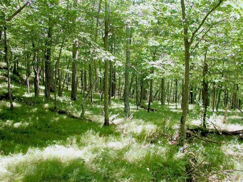 Appalachian Oak Hickory Forest Guide New York Natural Heritage Program