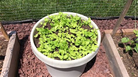 Grow Lettuce In Containers Youtube