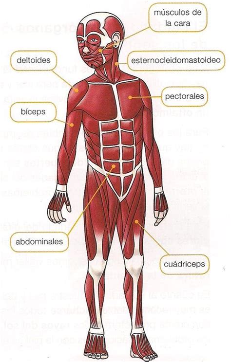 Músculos Del Cuerpo Humano Musculos Del Cuerpo Huesos Del Cuerpo