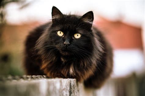 Black Cat Breeds With Green Eyes