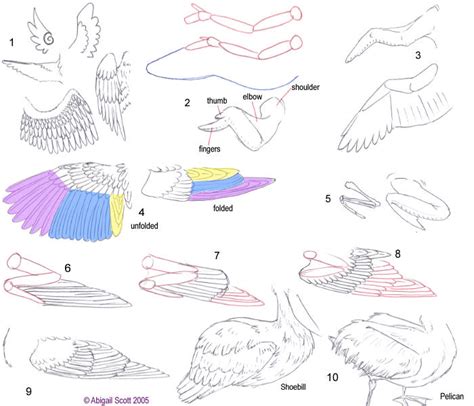 Seashockers also have wings, but they're more like a stingray's pectoral fin in that it's a propulsion device. Folded Bird Wings by keaalu on DeviantArt