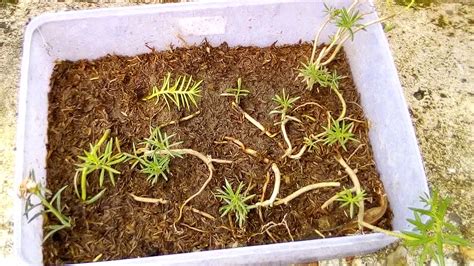 Menjual Bibit Bunga Makassar