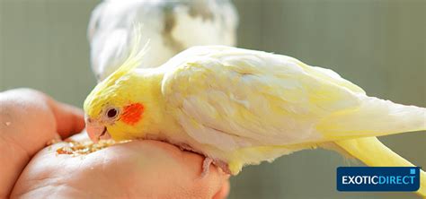 How to feed your Cockatiel - ExoticDirect