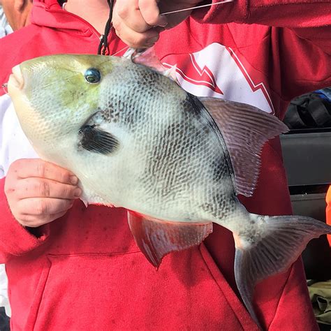 Gray Triggerfish Gulf Of Mexico Fishery Management Council