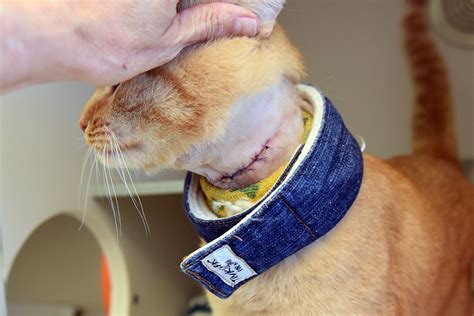 Tom Cat Transforms From Injured Stray To Beloved Pet Advocatehealthyu