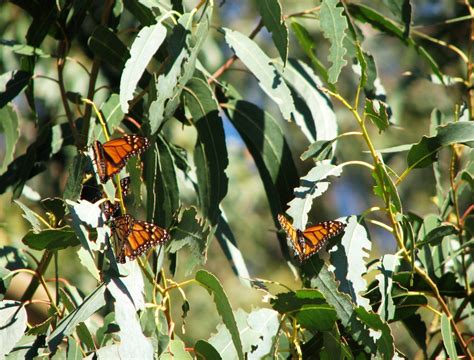 Dougs Photo Site Pismo State Beach Monarch Butterfly Grove