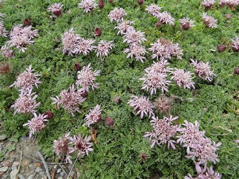 We did not find results for: 1000+ images about Zone 5 xeriscape plants on Pinterest