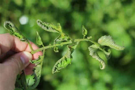 Maybe you would like to learn more about one of these? Tomato Plant Leaves Curling Dry | Cromalinsupport