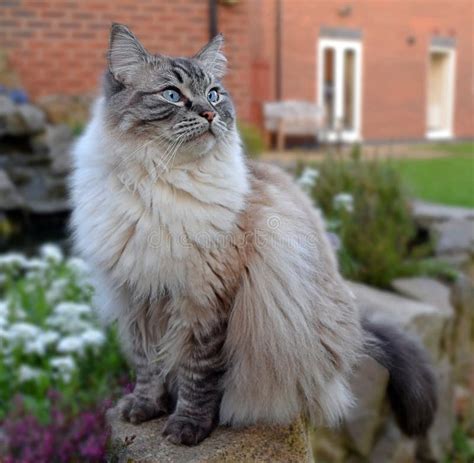 Ragdoll Cat Sitting Outdoors On A Grass Lawn Looking Up At The Camera