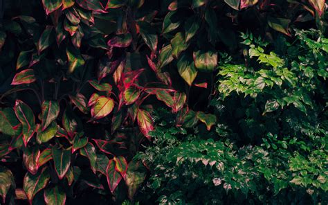 Download Wallpaper 3840x2400 Bushes Plants Leaves Green 4k Ultra Hd