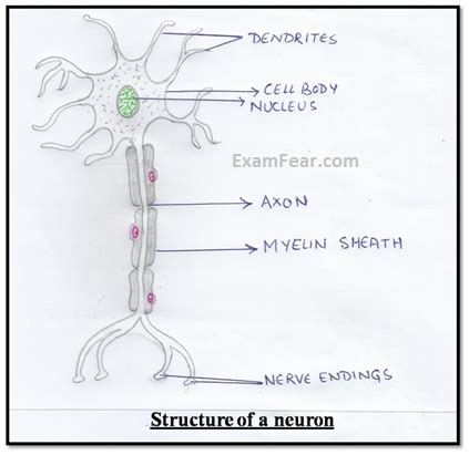 (b) tissue that connects muscle to bone in humans. CBSE NCERT Notes Class 9 Biology Tissues