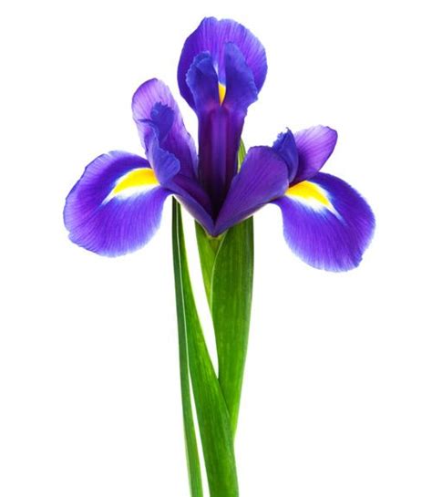 Whilst valentine's day has significantly changed over the years, the gift of flowers has and will continue to remain as a popular tradition. The Meaning Behind Popular Valentine's Day Flowers | Blue ...