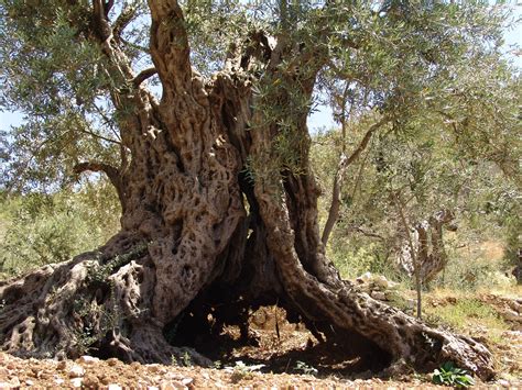This Is A 6000 Year Old Olive Tree In Lebanon Olive Tree Tree