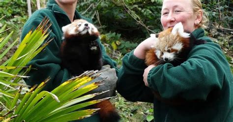 Rare Red Panda Twins Born At Welsh Mountain Zoo North Wales Live