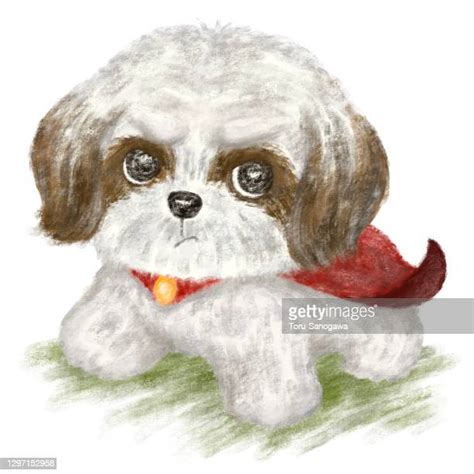 Shih Tzu Illustration Photos And Premium High Res Pictures Getty Images