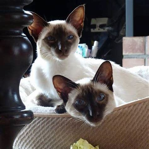 Are Siamese Cats Smarter Than Other Cats Diy Seattle