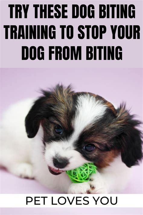 How To Get Your Dog To Stop Biting Best Dog Biting Training In 2021
