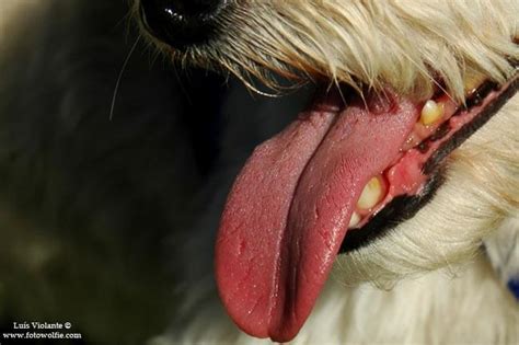 Dog Tongues 49 Violet Tongue Breeds √ 12 Stunning Facts About Dog