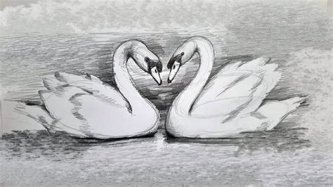 How To Draw Two Swans By Pencil Easy Swan Drawing With Shades