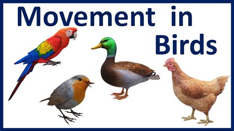 Movements And Locomotion In Birds Class 6 Movements And Locomotion Of