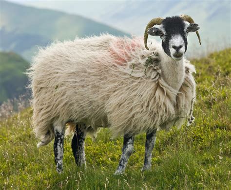 Fileswaledale Sheep Lake District England June 2009