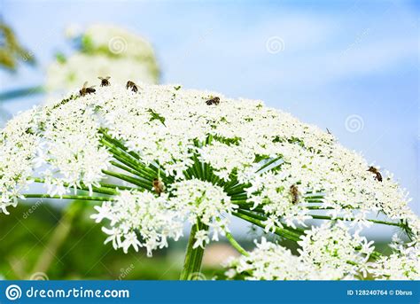Poisonous Blooming Giant Weed Hogweed Royalty Free Stock Image