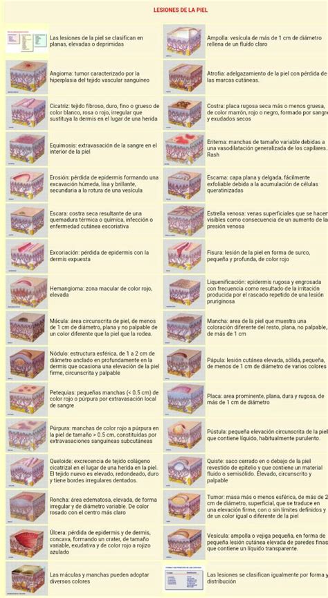 Skin Lesions Anatomía De La Piel Cosas De Enfermeria Dermatología