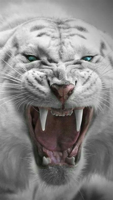 Ferocious White Tiger Showing His Fangs Страшные животные Морды