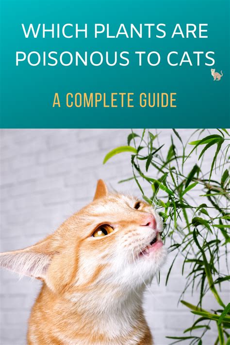 Which Plants Are Poisonous To Cats A Complete Guide Toxic Plants For Cats Cat Plants Cats