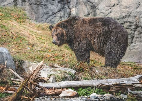 Grizzly Bear Sighting Poster By Louis Ruth Displate