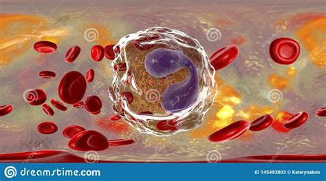 360 Degree Spherical Panorama Of Eosinophil A White Blood