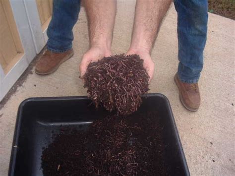 Eisenia fetida) is the world's most common composting worm. Worm Castings And Worm Tea - New $1 (Covington Ga ...