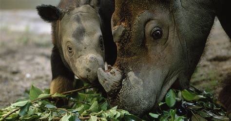 Sumatran rhinoceros - ultraartof