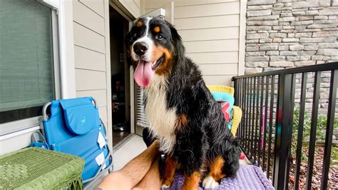 Spending The Day With Our Bernese Mountain Dog Youtube