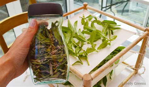 Three Ways For How To Dry Mint Leaves Lovely Greens