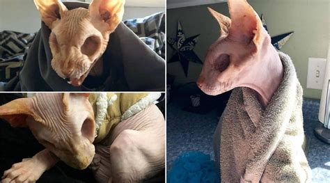 Viral News Jazzypurrs A Eyeless And Hairless Sphynx Cat Is Going