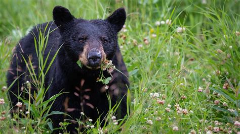 Black Bear Fact Sheet Blog Nature Pbs
