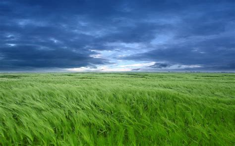 Field Of Green Wheat Sky Dark Cloud Green Hd Wallpaper