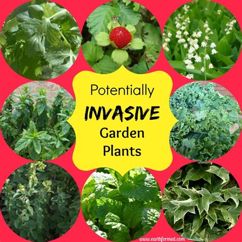 Potentially Invasive Garden Plants Plants Edible Garden Garden Plants