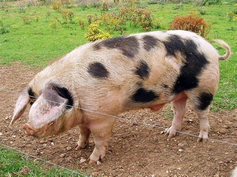 Pig Farming 101 15 Things You Need To Know About Raising Pigs