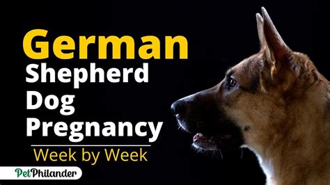 German Shepherd Pregnancy Stages Week By Week Dog Health Pet Care