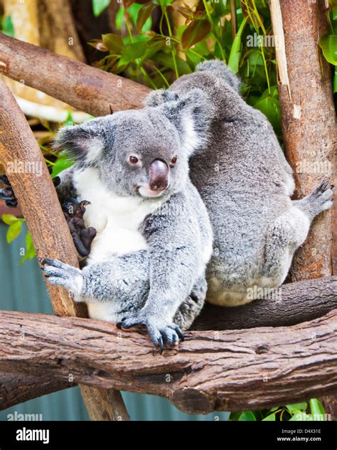 Two Playful Koala Bears Kuranda Wildlife Sanctuary Australia Stock