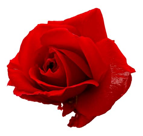 5 Flower Red Rose Png Image Transparent