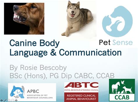 Canine Body Language And Communication Pet Sense