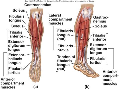 Get a handful labeled leg muscle diagrams to assist your study about human's leg muscle anatomy. Human Leg Muscles Diagram . Human Leg Muscles Diagram ...