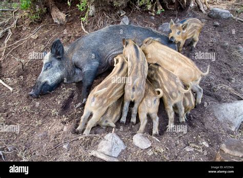 Mother Wild Boar And Piglets Feeding Contentedly With One Piglet